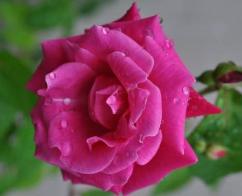 『美艳』?喜欢养花家里就种这些花朵,花开美艳迷人,花朵又大又美,还香