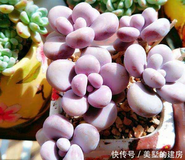 可爱的小:多肉长“气根”,只和“1件事”关系大,别弄错了