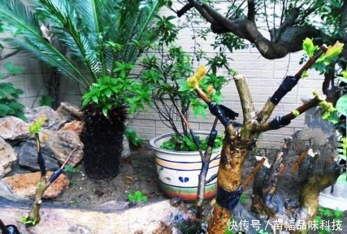 『嫁接』石榴树花开似火,果多子多!它嫁接什么花最好呢?