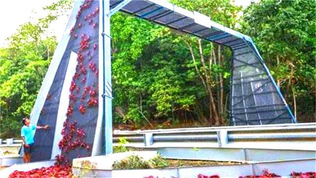世界“最特别”的大桥,不为人修建,而是为了这4500万只螃蟹