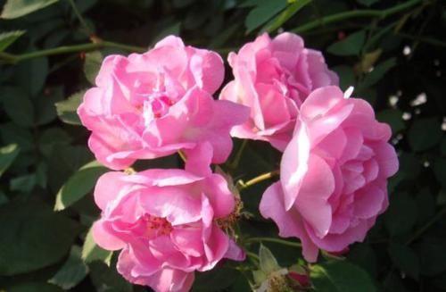  「养盆」喜欢菊花，不如养盆“珍贵名菊”汉宫秋，似美人偏偏，绚丽典雅!