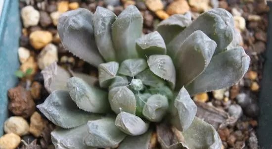  『品种』夏天养玉露，可“闷”，不可“晒”，小心晒成“屎色”，大打折扣