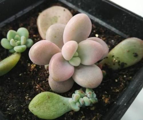 「小苗」乡间趣事!养多肉时,如何让“叶插”生根快?花农的小绝招,小苗快速变中苗