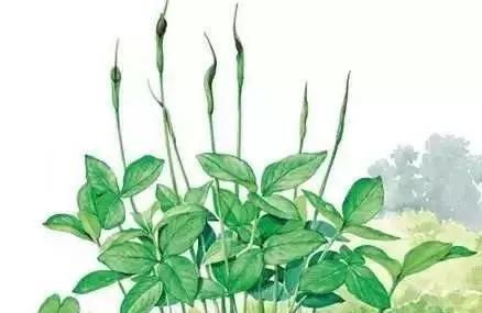  玉米@玉米地里，比玉米贵100倍的杂草，你认识吗？