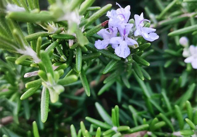 芳香:芳香驱蚊的迷迭香,春天养护注意4个问题,才会旺盛生长香气迷人