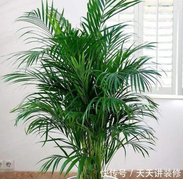  [甲醛]家养4种植物，有着很好的净化空气效果，带走甲醛和二手烟！