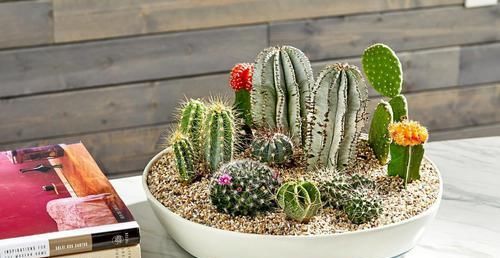 「植物」用花盆布置一个沙漠植物景观,几种仙人掌、大戟科植物少不
