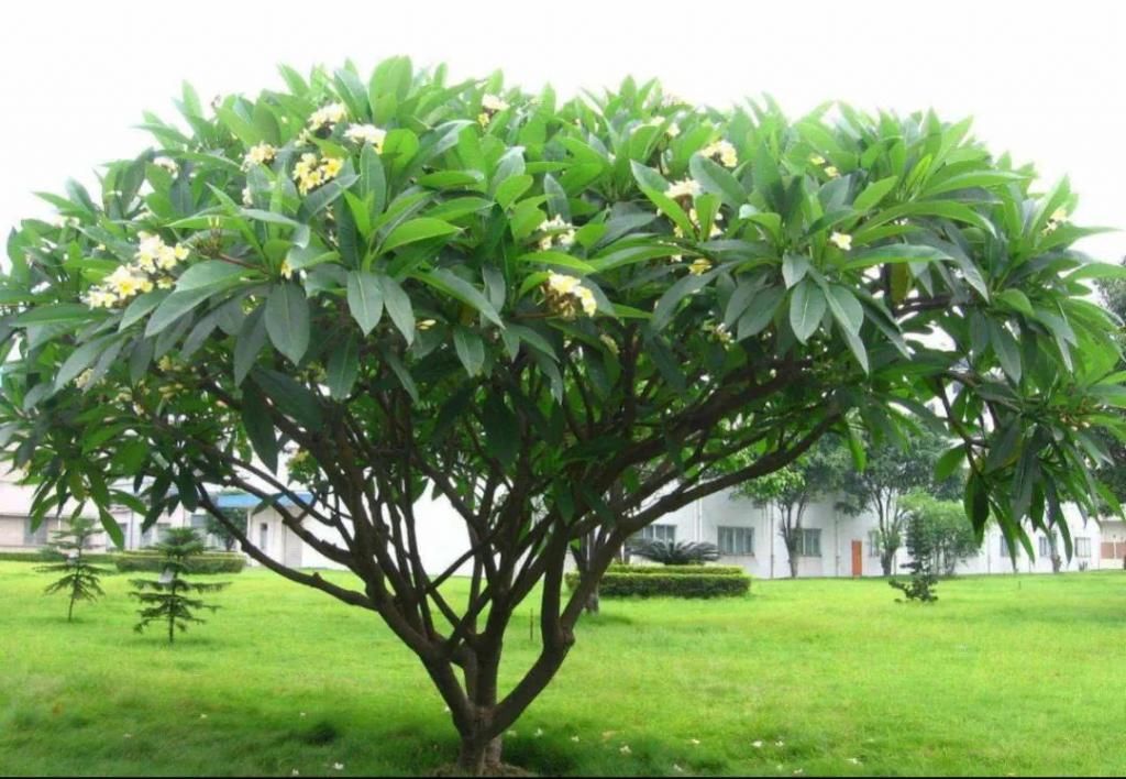 绿色:每日植物|鸡蛋花