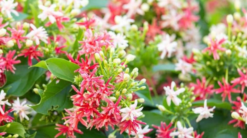  『绿萝』1种“君子花”，比绿萝好养，比君子兰漂亮，花期长、花香四溢！