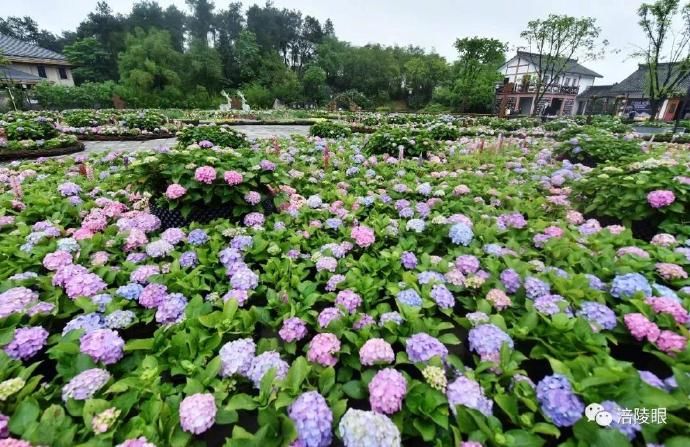  『开幕』涪陵首届绣球花节开幕，爱上这个初夏