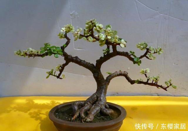 变身|简单几步,让普通的金枝玉叶盆栽,变身超美老桩盆景!