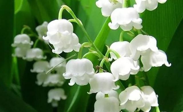  「寒冷」这花原产在寒冷山区，现在风靡全国，花香怡人能杀菌，但全株有毒