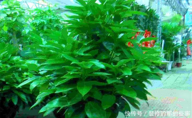 长得非常|家庭养花就选这5种,招财旺人还好养,净化空气,美好心情