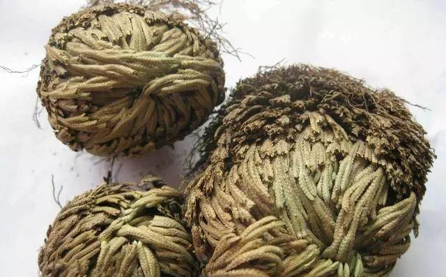  【几十块】这种“植物”农村山上非常多，城里卖几十块，三个月