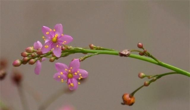 『较珍贵』农村这个植物,人们喜欢吃它的根部,如今能作为盆栽观赏