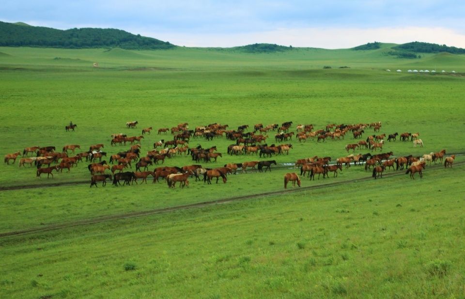 为什么非洲草原有树木而我国草原不长树呢?主要因为三个因素