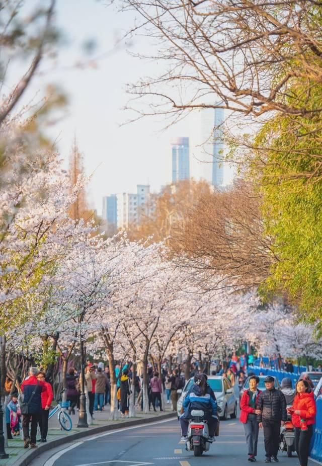  「究竟」云看花，中国美丽高等院校究竟看哪儿？