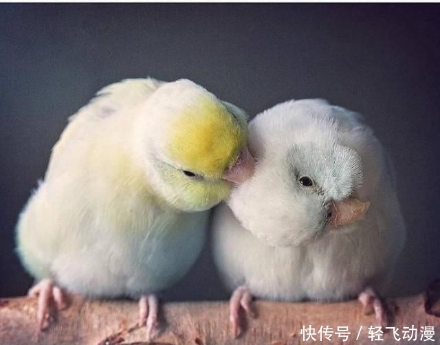 【撩心】情话最撩心短句,说给你最爱的人听吧