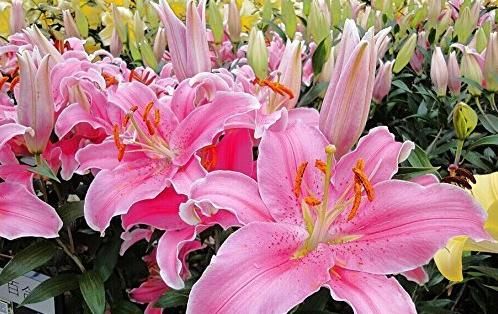  「绚丽多姿」此款花卉，好养易爆盆，花开娇丽轻盈，绚丽多姿，养在客厅美极了