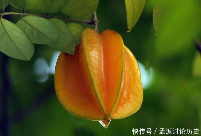 『葡萄』三种祛黑眼圈的水果,杨桃、葡萄、樱桃,深受女性的喜爱!