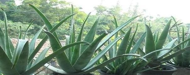  「蟹爪兰」想让盆栽植物根壮叶绿花多?用发酵粉就能实现!