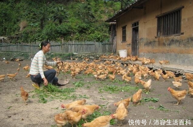  「养殖场」农村的养殖户注意，这3类养殖场将会受到严查，一旦发