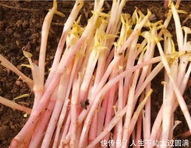 农民无意种下的“豆芽菜”，年赚十万，真是“懒人”也能赚大钱！