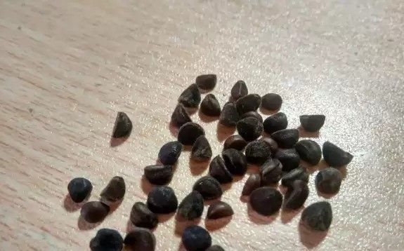  试试|好看好养的盆栽花卉，就算新手也能花开爆盆，快来试试！