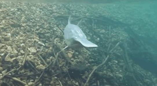  「自然保护」又一物种灭绝！长江白鲟，我们从未遇见，但听闻已