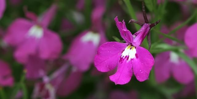  『锦簇』开花锦簇美不胜收，翠蝶花养护起来真简单，做成盆景真好看！