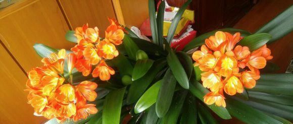  [花钱]养君子兰用个窍门，不花钱也能种出十盆绿油油、开花多的君子兰