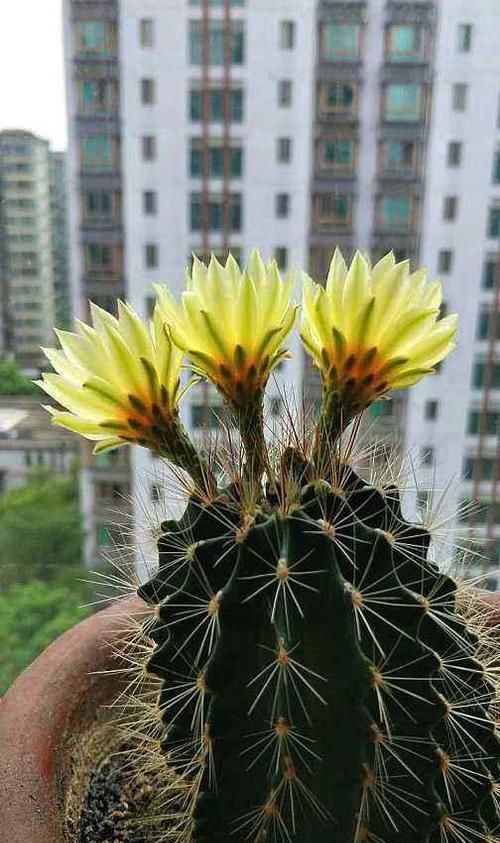  花苞：3种仙人球上全是花苞，除了多晒太阳，还要做好以下几点