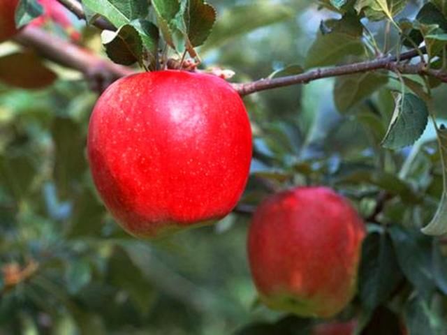  「果树」苹果今年便宜了，有果农采摘完苹果就砍掉果树，这种方