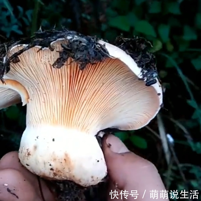 农村野生的“它”，是大自然馈赠给农民的福利，一斤价值50元！
