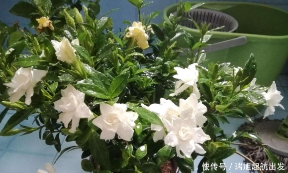  『越晒花开的越』6种不怕毒日头的花，越晒花开得越多，香味越浓