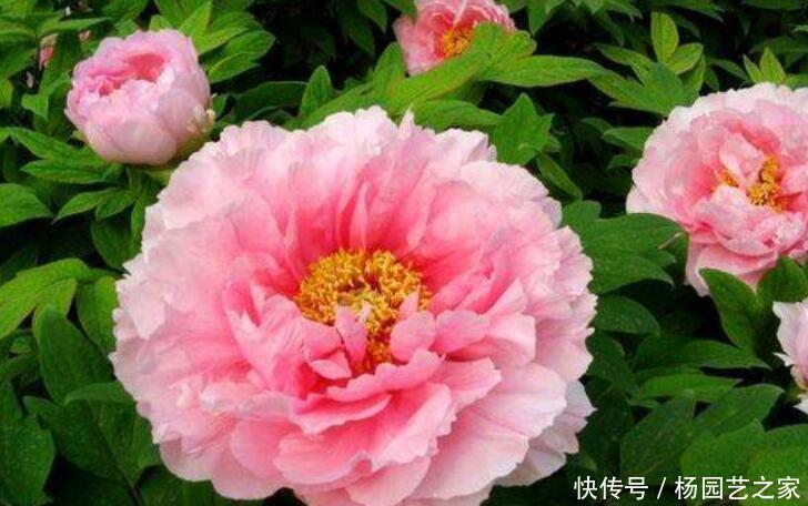  『富贵』一种花，雍容大气显富贵，一般人不会养，你会吗？