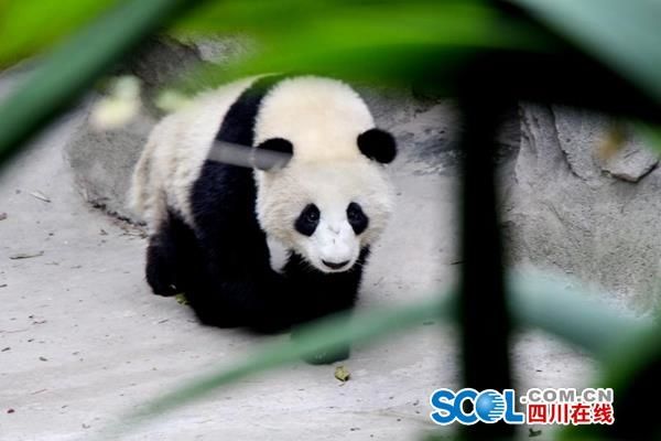 成都大熊猫基地不久以后 将添一座沉浸式“熊猫屋”