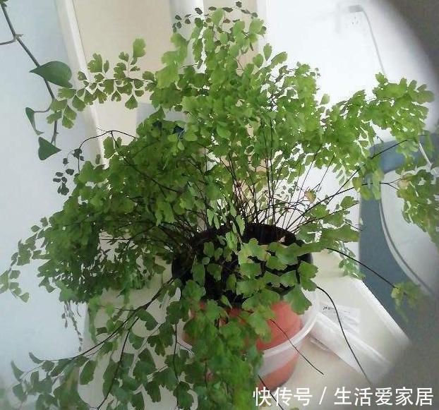  解决|夏天卫生间异味过重，感到要崩溃？盆栽上它，轻松解决困扰