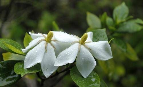  栀子花|栀子有很多种，我们都喜欢。你喜欢哪一个？