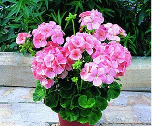  #盆栽上几盆#养花开花少？这4种被称“劳模”的花，花期长、月月有花赏！