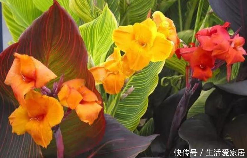  夏堇：夏天到了，家里养上这些花，越晒开花越多，美美一夏天！