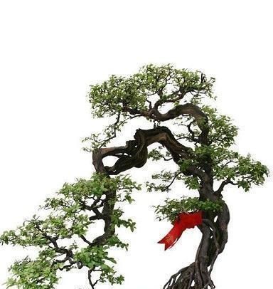  『树桩』树桩盆景造型，关键在蓄干，才能使树干苍劲有力，枝叶青翠繁茂！