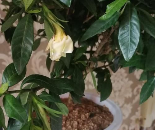  花钱买：3种大型植物真好扦插，简单扦插，以后这些都不用花钱买！