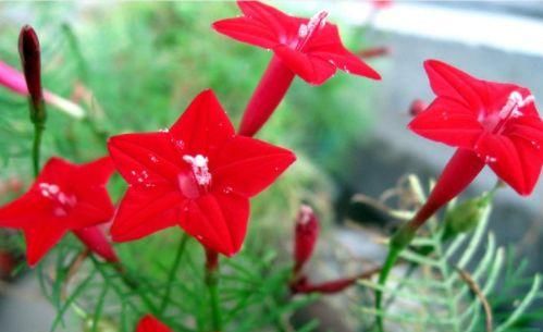  「花苞」家养这四款“开花机器”，花量大花色艳，枝头窜满花苞