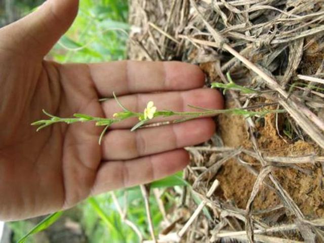  「杂草」比黄金还贵的植物，长在农村很少人认识，常被农民当杂