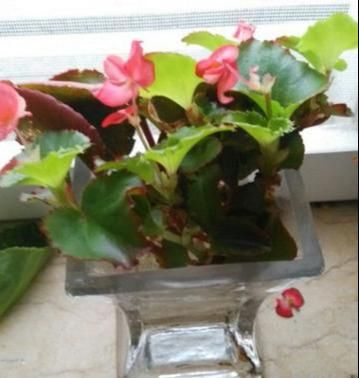 【养花】水培四季海棠,有弊端,要改正,越养花越少