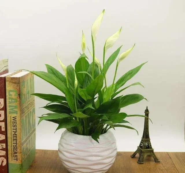 植物|这几种植物,绝对是卫生间的首选,保准异味全部吸光!