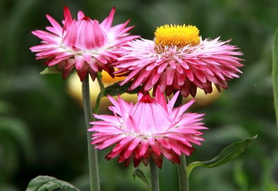  「不妨」喜欢养菊花，不妨试试这几朵，花形别致，花色淡雅，简简单单就爆