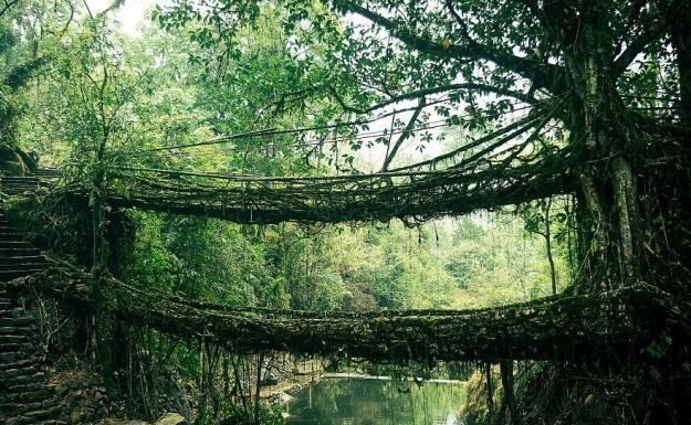 世界上最不缺水的地方,当地人用树建桥,十几年才能建成一座桥