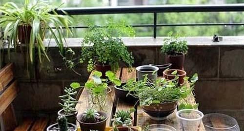  姑娘说：把阳台的盆栽换成这些，阳台颜值直线提高！